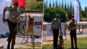 Perritos del Grupo de Adiestramiento Canino de Carabineros realizaron sorprendentes trucos en la 'Mascotatón'