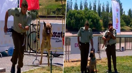 Perritos del Grupo de Adiestramiento Canino de Carabineros realizaron sorprendentes trucos en la "Mascotatón"