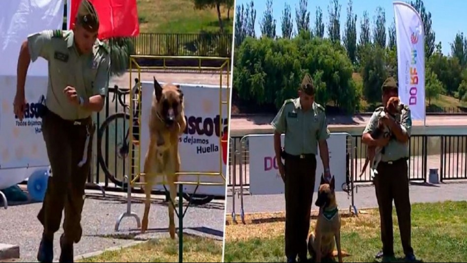Perritos del Grupo de Adiestramiento Canino de Carabineros realizaron sorprendentes trucos en la 'Mascotatón'