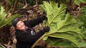 Por Nuestras Fiestas - Temporada 3 - Capítulo 3: Fiesta de la Nalca