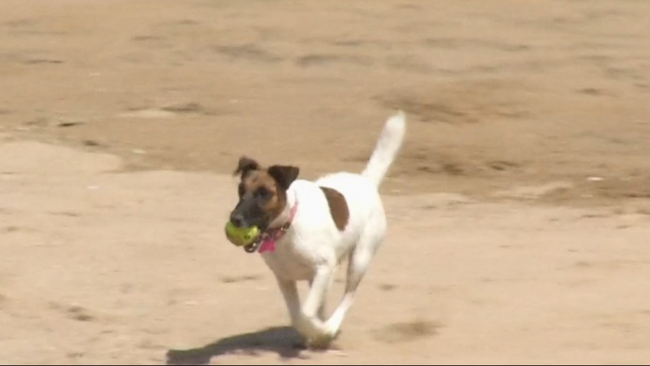Polémica prohibición en Zapallar: Ordenanza restringe perros en playas con multas de más de $200 mil