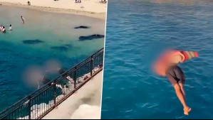 Bañistas se arriesgan con 'piqueros de la muerte' en playa de Valparaíso: Se lanzan desde rocas a gran altura