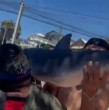 Revisa acá las otras imágenes que se obtuvieron de los sujetos que sacaron un tiburón del mar en El Quisco y que luego lo pasearon por las calles de la comuna.