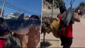 Sin pudor: Revelan más imágenes de hombres caminando con tiburón en sus hombros por las calles de El Quisco