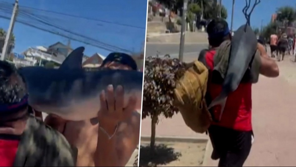 Sin pudor: Revelan más imágenes de hombres caminando con tiburón en sus hombros por las calles de El Quisco