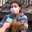 Conoce acá la noble labor de rescate de animales que realiza una joven damnificada por los devastadores incendios en Lirquén.