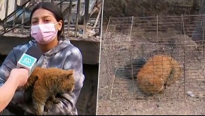 Pese a perder su casa: Vecina de Lirquén recorre zonas devastadas por incendios para rescatar animales