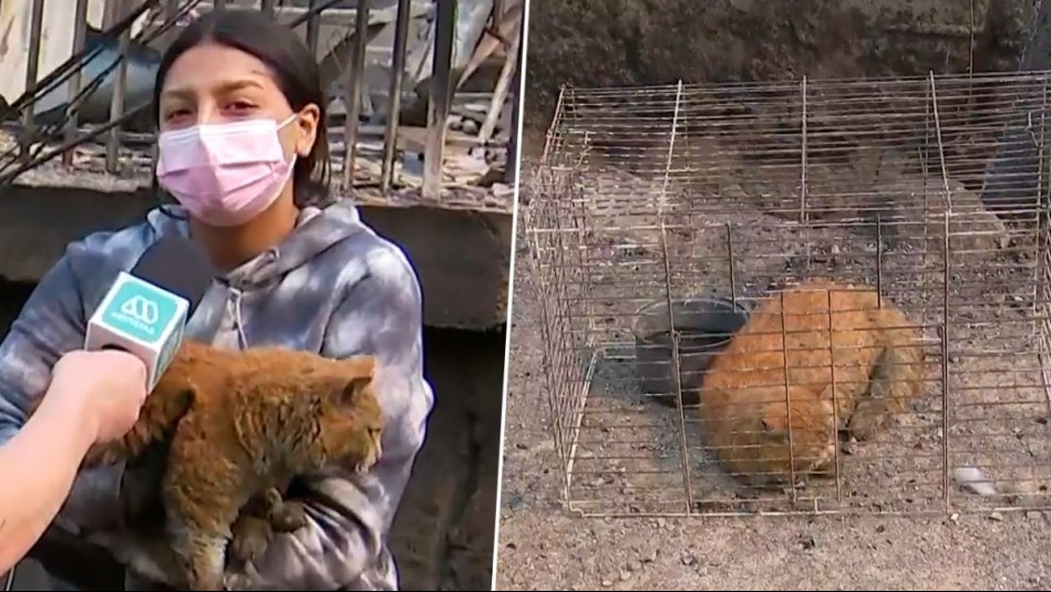 Pese a perder su casa: Vecina de Lirquén recorre zonas devastadas por incendios para rescatar animales
