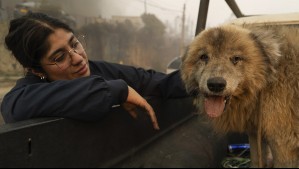 Así puedes ayudar a los animales afectados por los incendios en Biobío y Ñuble