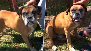 Historia con final feliz: Perrito huyó de las llamas y fue hallado días después en puerto de Lirquén