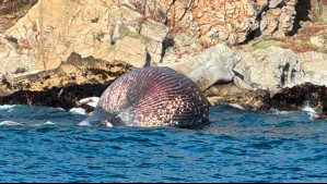 Enorme ballena boreal aparece varada en las costas de Algarrobo: Esta sería la causa de su muerte