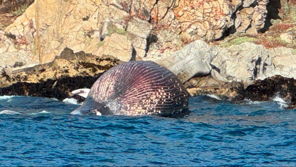 Enorme ballena boreal aparece varada en las costas de Algarrobo: Esta sería la causa de su muerte