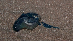Amplían alerta por fragata portuguesa en litoral central: Estas son las playas con prohibición de baño