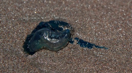 Amplían alerta por fragata portuguesa en litoral central: Estas son las playas con prohibición de baño