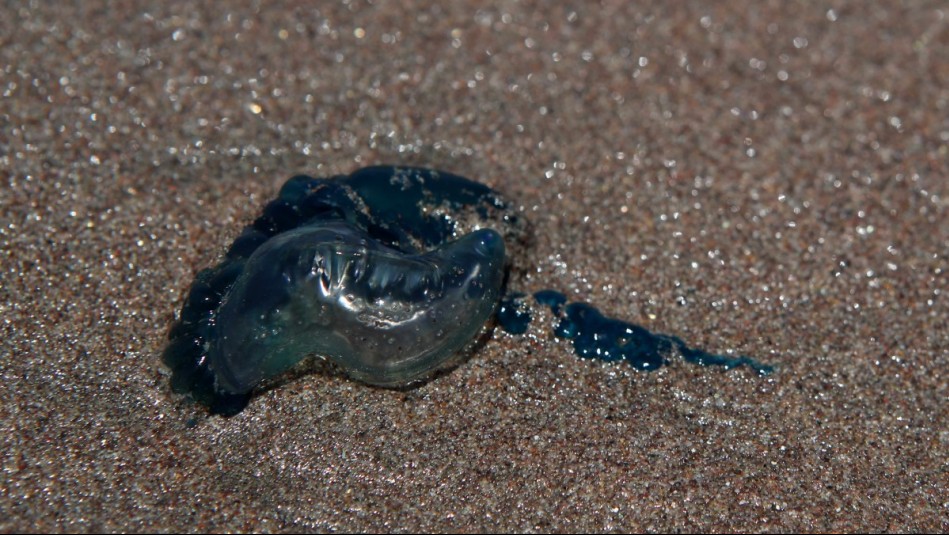 Amplían alerta por fragata portuguesa en litoral central: Estas son las playas con prohibición de baño
