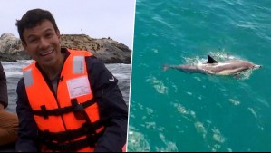 Chapu se lanza al mar con una 'misión imposible': Fue en busca del mítico delfín Willy en Papudo