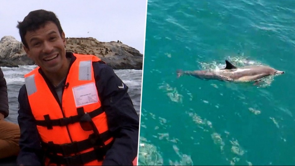 Chapu se lanza al mar con una 'misión imposible': Fue en busca del mítico delfín Willy en Papudo