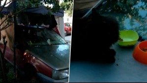 Vecina instaló toldo en plena vereda para proteger auto abandonado: También funcionaba como refugio para gatos