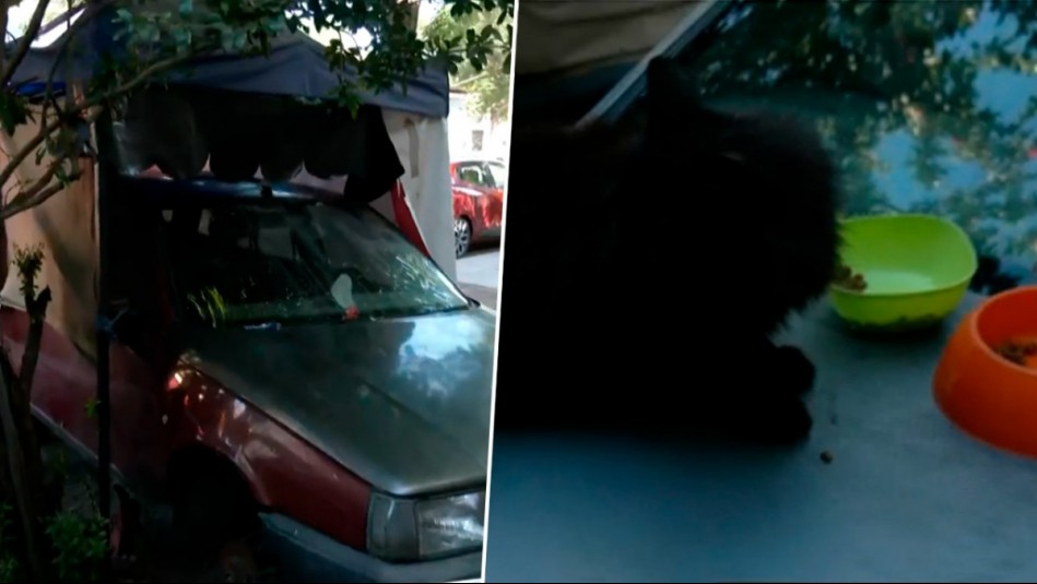 Vecina instaló toldo en plena vereda para proteger auto abandonado: También funcionaba como refugio para gatos