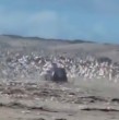 Mira acá el video que muestra a una camioneta 4x4 ingresando al Humedal de Mantagua, perturbando a las aves del lugar.