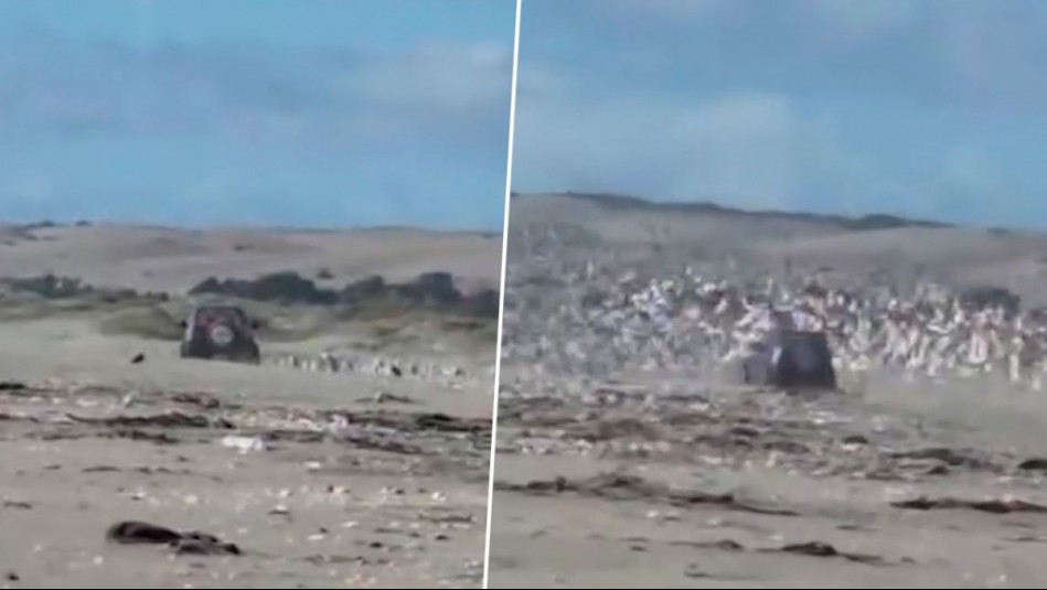 Embistió a aves: Video muestra a conductor en camioneta 4x4 a toda velocidad en Humedal de Mantagua