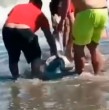 Mira acá los videos que muestran a bañistas rescatando a un delfín que varó en Cartagena.