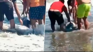 Registros muestran cómo bañistas salvan a delfín varado en Playa Chica de Cartagena