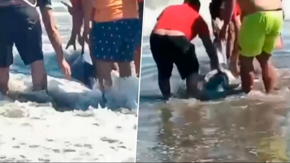 Registros muestran cómo bañistas salvan a delfín varado en Playa Chica de Cartagena