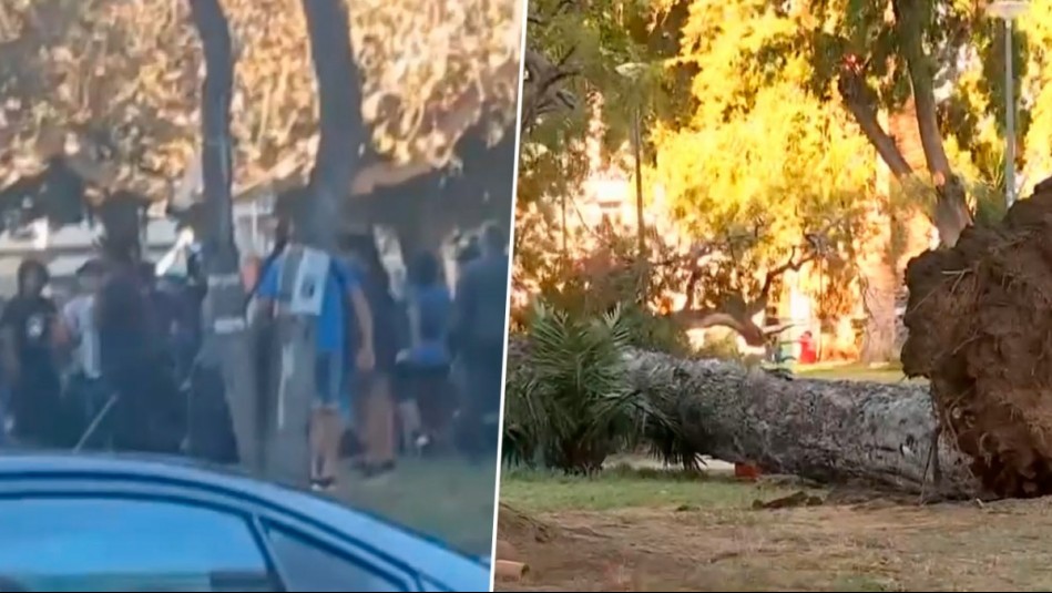 Tragedia en Valparaíso: Viento botó árbol de gran tamaño en un parque y ocasionó muerte de joven de 27 años