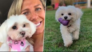 'No pudimos despedirnos': La emotiva dedicatoria de Maca Tondreau a su perrita fallecida tras violento asalto