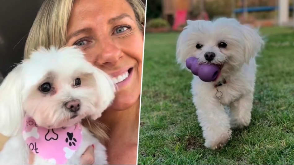 'No pudimos despedirnos': La emotiva dedicatoria de Maca Tondreau a su perrita fallecida tras violento asalto