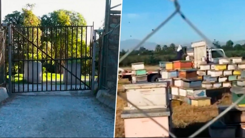 Entre rejas y panales de abeja: Madre e hija acusan a familiar de encerrarlas en su casa en Buin