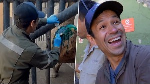 Chapu realiza 'pedicure' a elefante en el Zoológico Nacional: 'Es sorprendente, atemorizante'