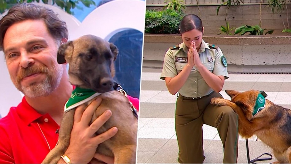 'Loba' y compañía: Los perritos de Carabineros que se robaron el show con su ternura en Mucho Gusto