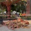 Entérate acá de la grave situación que terminó con un adulto mayor herido por ramas de una palmera en la Plaza de Armas de Santiago.