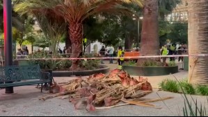 Parte de una palmera cayó sobre adulto mayor en la Plaza de Armas de Santiago: Resultó con diversas lesiones