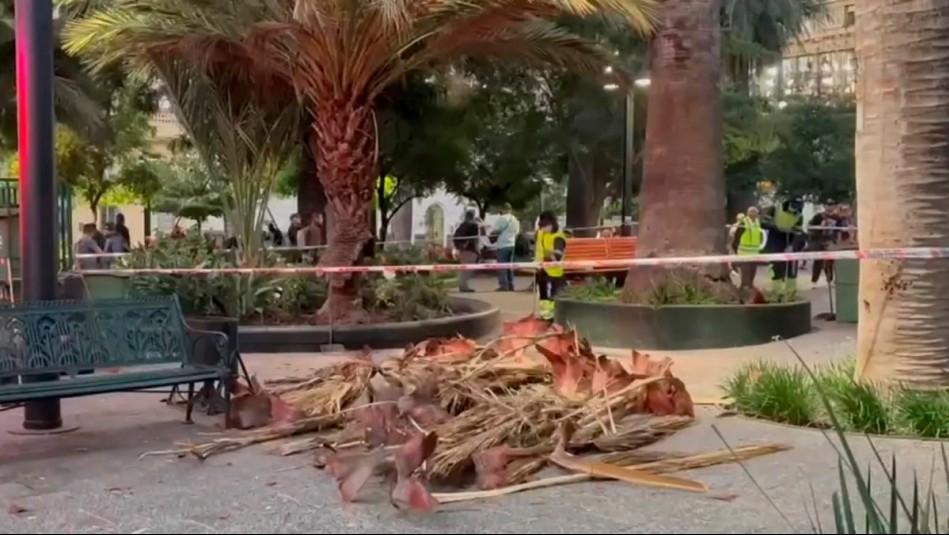 Parte de una palmera cayó sobre adulto mayor en la Plaza de Armas de Santiago: Resultó con diversas lesiones
