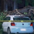 Entérate acá del suceso que terminó con un árbol con graves daños en Santiago Centro.