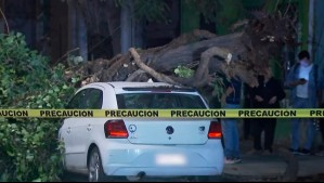 Conductor se salva de milagro: Árbol de gran tamaño cae sobre auto en Santiago Centro