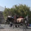Revisa acá el inesperado encuentro con una burra en el barrio Mapocho en medio de un despacho del Mucho Gusto.