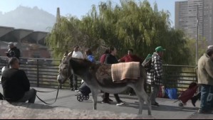 Captan en vivo a burra en la calle en pleno barrio Mapocho: Estaría relacionada con venta de leche