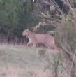Un puma sorprendió a los vecinos de Algarrobo tras aparecer muy cerca de sus hogares.