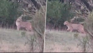 ¿Qué hacía un puma en Algarrobo? Vecinos captan presencia de animal en cercanías de sus hogares