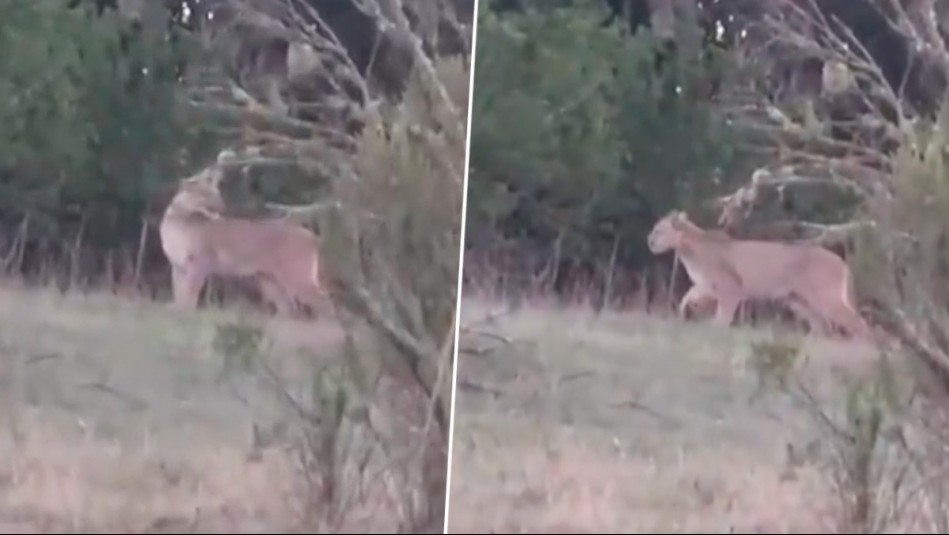 ¿Qué hacía un puma en Algarrobo? Vecinos captan presencia de animal en cercanías de sus hogares