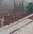 Un puma suelto en Paine generó preocupación entre los vecinos, quienes se contactaron con el SAG para contenerlo.