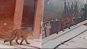 Gran operativo por puma suelto en Paine: Se paseó por patios y techos de zona residencial