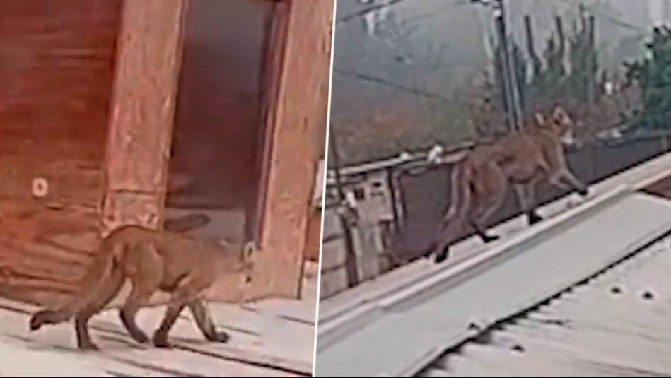 Gran operativo por puma suelto en Paine: Se paseó por patios y techos de zona residencial