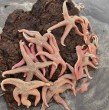 En las playas de Pichilemu se observó una varazón de estrellas marinas. Conoce la explicación de este fenómeno.