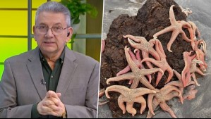 Reportan estrellas de mar varadas en playas de Pichilemu: Jaime Leyton explica el fenómeno