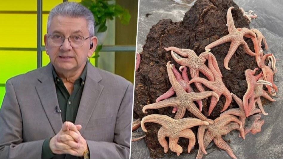 Reportan estrellas de mar varadas en playas de Pichilemu: Jaime Leyton explica el fenómeno